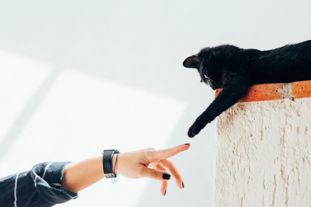 Acoger un gato no te prepara para acoger al siguiente