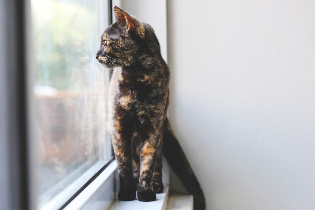 El día que Bella me enseñó que los gatos no perdonan, simplemente siguen adelante