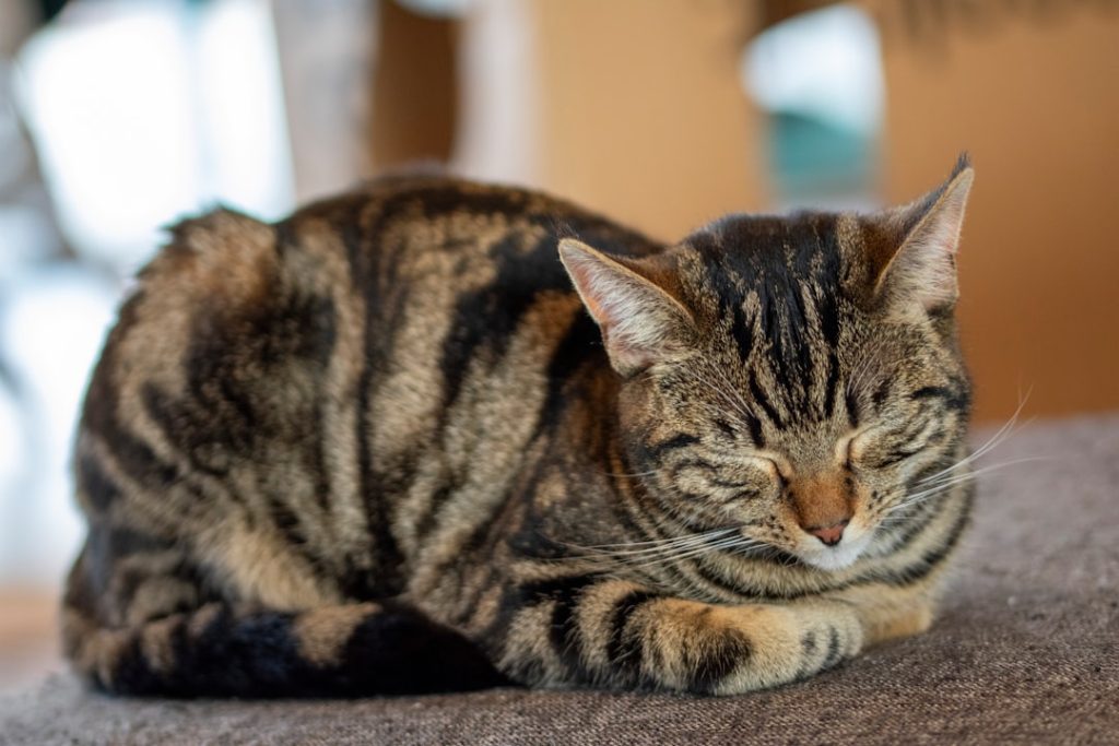 El asombroso día que entendí que mis gatos no me necesitan como yo creía