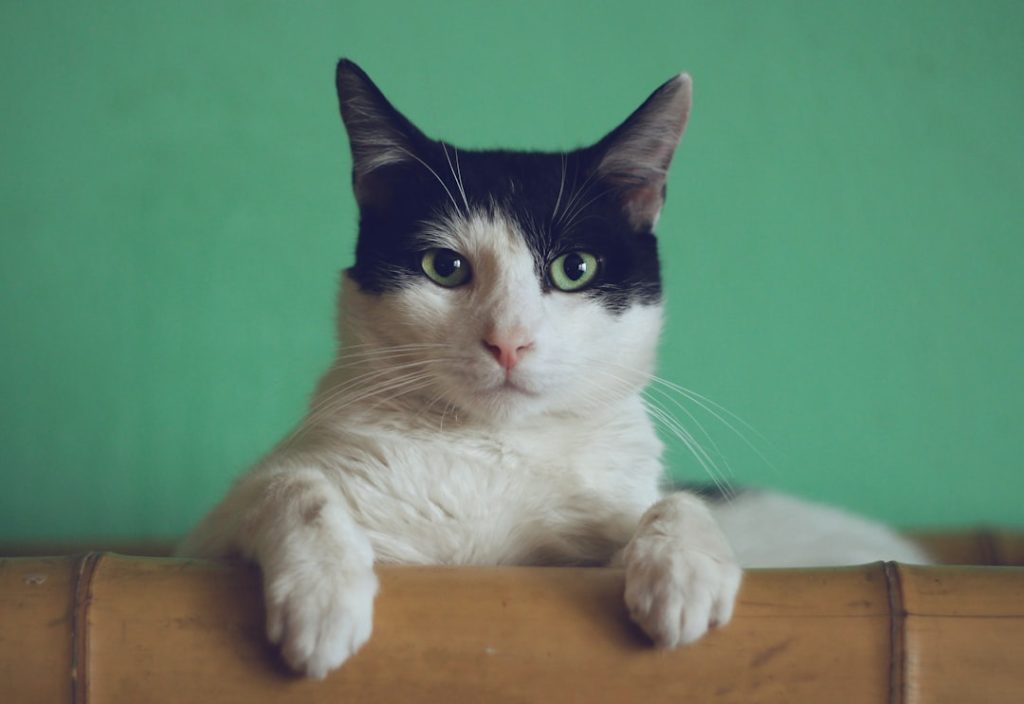 El día que llevé a Bella al veterinario y entendí que el miedo era mío, no suyo