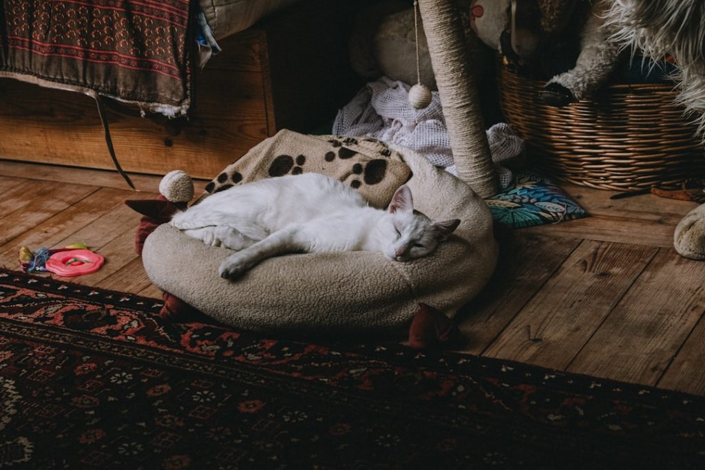 Tres gatos en casa y aún no sé quién decide dónde duerme cada uno
